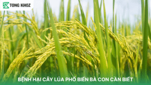 BỆNH HẠI CÂY LÚA PHỔ BIẾN BÀ CON CẦN BIẾT
