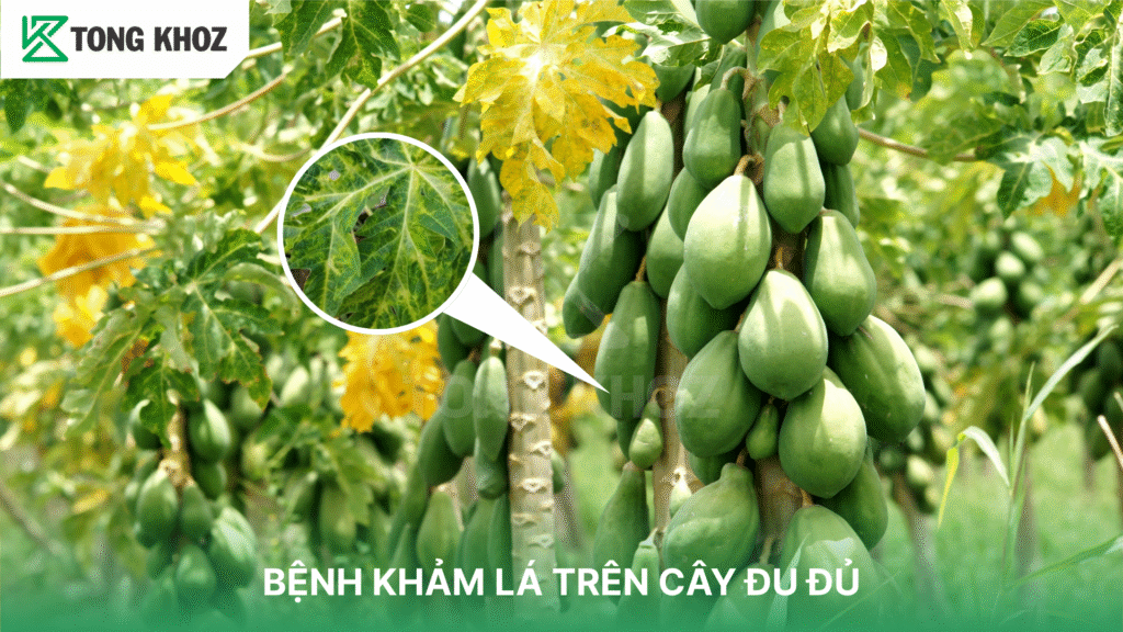 Bệnh khảm lá trên cây đu đủ