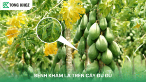 Bệnh khảm lá trên cây đu đủ