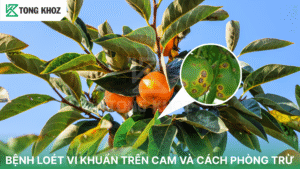 Chủ động phòng trừ