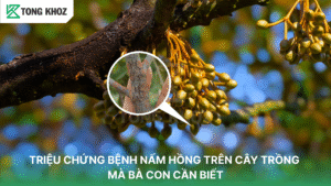 Bệnh nấm hồng trên cây trồng