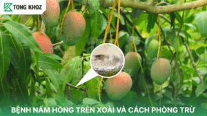 bệnh nấm hòng trên xoài