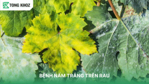 BỆNH NẤM TRẮNG TRÊN RAU VÀ CÁCH PHÒNG TRỪ HIỆU QUẢ