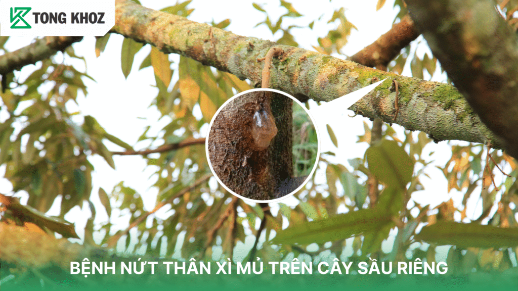 Bệnh nứt thên xì mủ trên cây sầu riêng