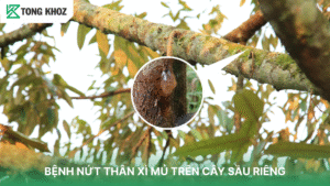Bệnh nứt thên xì mủ trên cây sầu riêng