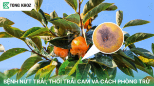 bệnh nứt trái thối trái trên cam