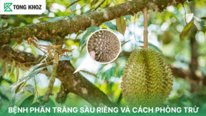 Bệnh phấn trắng sầu riêng