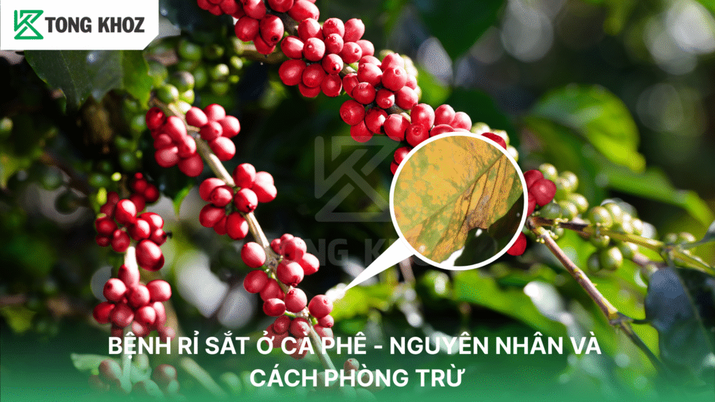 Bệnh rỉ sắt trên cà phê