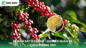 Bệnh rỉ sắt trên cà phê