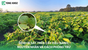 Bệnh rỉ sắt trên cây đậu nành