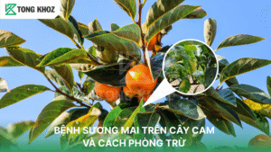 bệnh sương mai trên cam