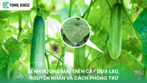 Bệnh sương mai trên dưa leo