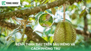Bệnh thán thư trên sầu riêng