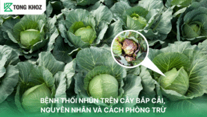 Bệnh thối nhũn trên bắp cải