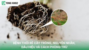 Bệnh thối rễ cây trồng