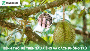 Bệnh thối rễ sầu riêng