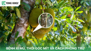 Bệnh xì mủ thối thân gốc mít