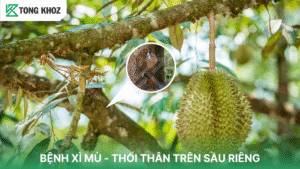 Bệnh xì mủ – thối thân trên sầu riêng