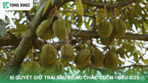 Bí quyết giữ trái sầu riêng chắc cuống