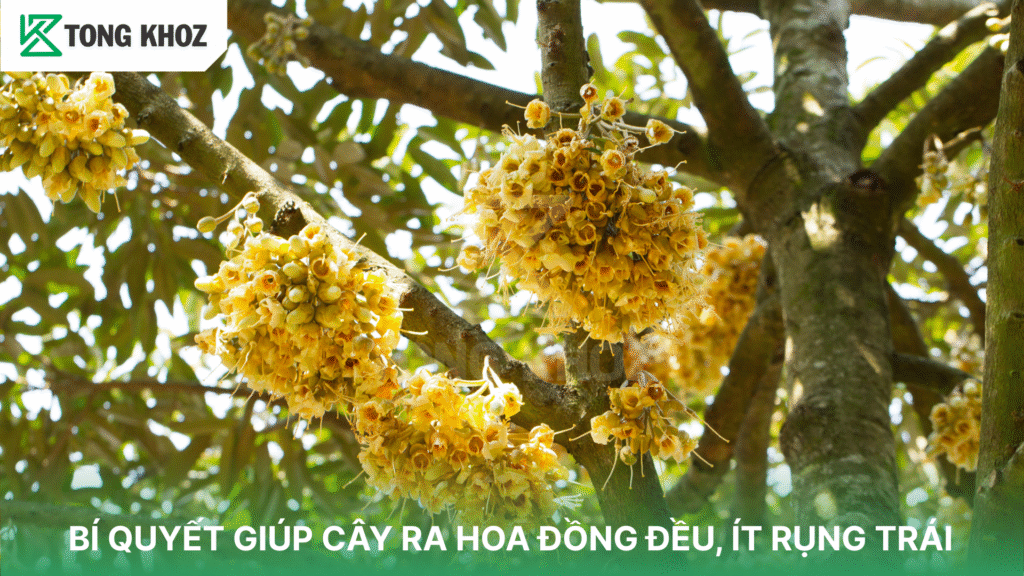 BÍ QUYẾT GIÚP CÂY RA HOA ĐỒNG ĐỀU, ÍT RỤNG TRÁI