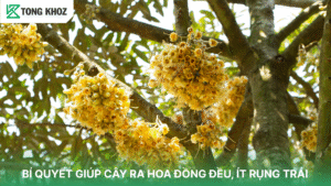 BÍ QUYẾT GIÚP CÂY RA HOA ĐỒNG ĐỀU, ÍT RỤNG TRÁI