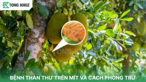 bệnh thán thư trên ớt
