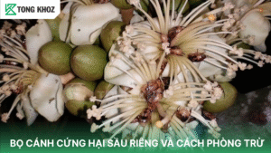 Bọ cánh cứng hại sầu riêng