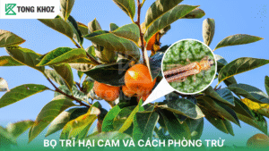 bọ trĩ hại cam