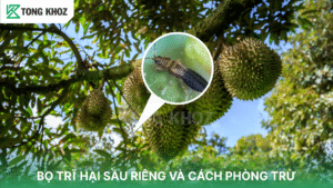 Bọ trĩ hại sầu riêng