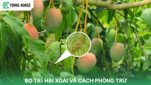 Bọ trĩ hại xoài và cách phòng trừ