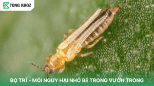 Bọ trĩ nguy hại