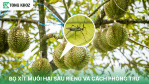 Bọ xít muỗi hại sầu riêng