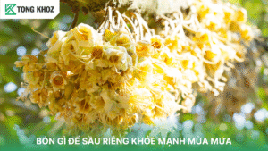 Bón gì để sầu riêng khỏe mạnh mùa mưa