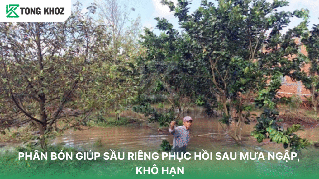 Bón phân sầu riêng phục hồi sau mưa
