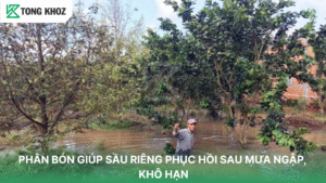 Bón phân sầu riêng phục hồi sau mưa