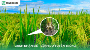 Cách Nhận Biết Bệnh Do Tuyến Trùng