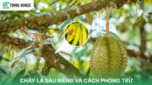 Cháy lá sầu riêng