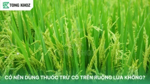CÓ NÊN DÙNG THUỐC TRỪ CỎ TRÊN RUỘNG LÚA KHÔNG?