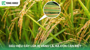 Bệnh vàng lá lúa
