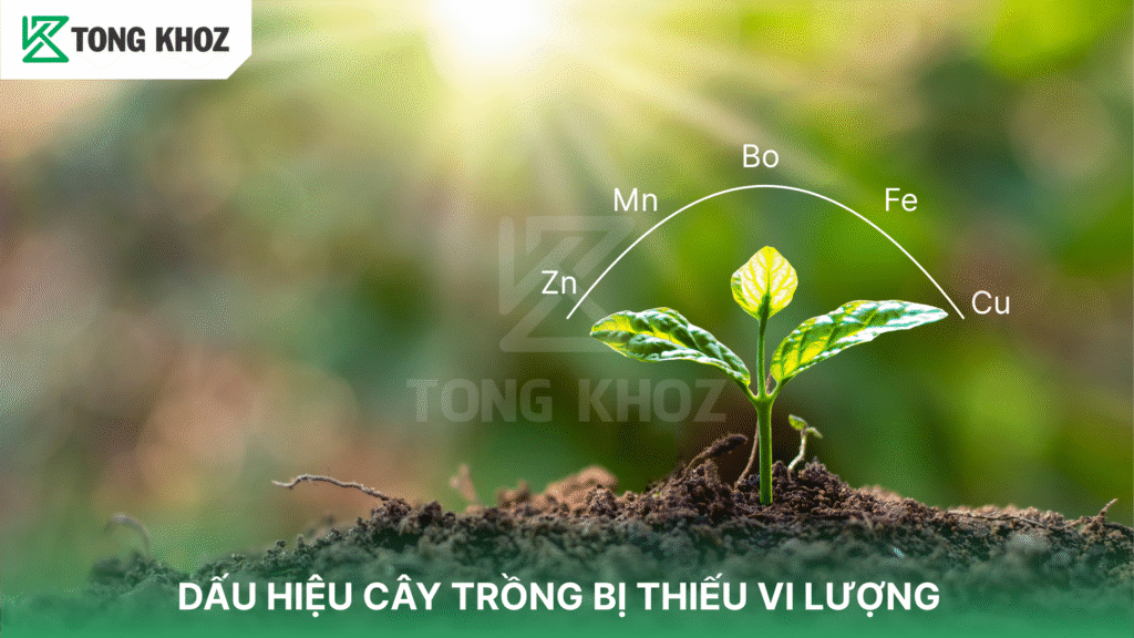 Dấu hiệu cây thiếu vi lượng