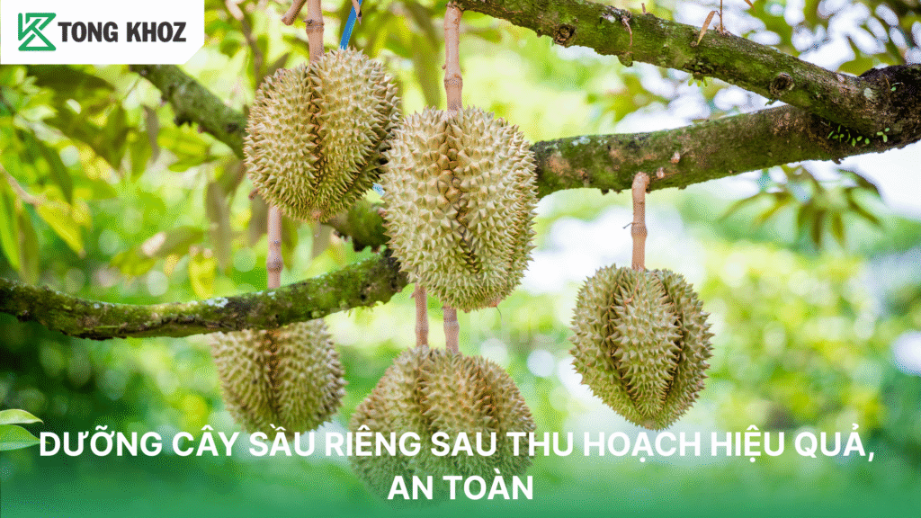 DƯỠNG CÂY SẦU RIÊNG SAU THU HOẠCH HIỆU QUẢ, AN TOÀN