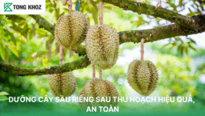 DƯỠNG CÂY SẦU RIÊNG SAU THU HOẠCH HIỆU QUẢ, AN TOÀN