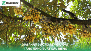 Giải pháp dưỡng rễ giữ đất tăng năng suất sầu riêng