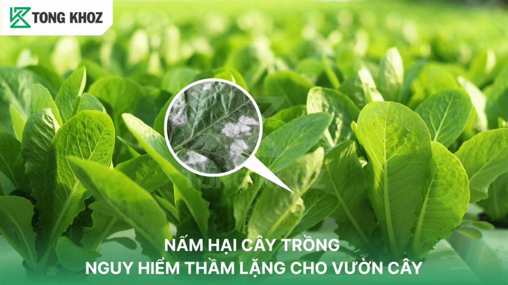 Nấm hại cây trồng