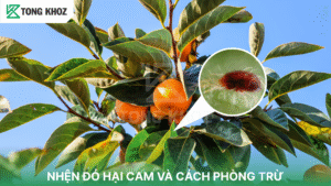 Nhện đỏ hại cam