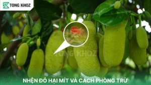 Nhện đỏ hại mít