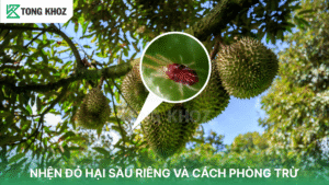 Nhện đỏ hại sầu riêng