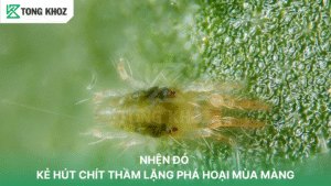 Nhện đỏ nguy hại