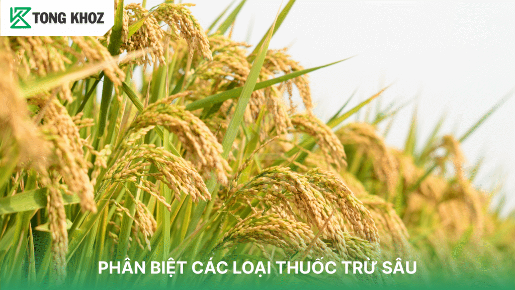 Phân biệt các loại thuốc trừ sâu