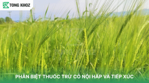 PHÂN BIỆT THUỐC TRỪ CỎ NỘI HẤP VÀ TIẾP XÚC